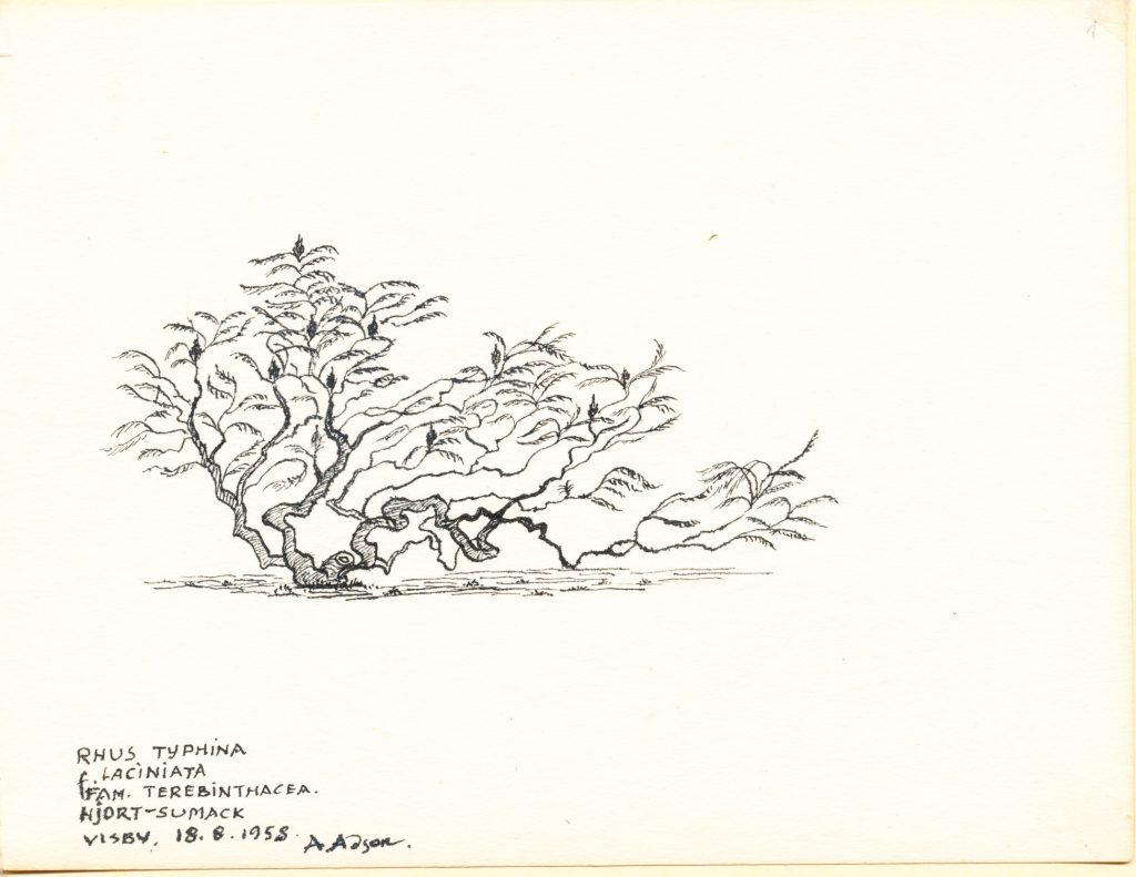 Adson Rhus Typhina