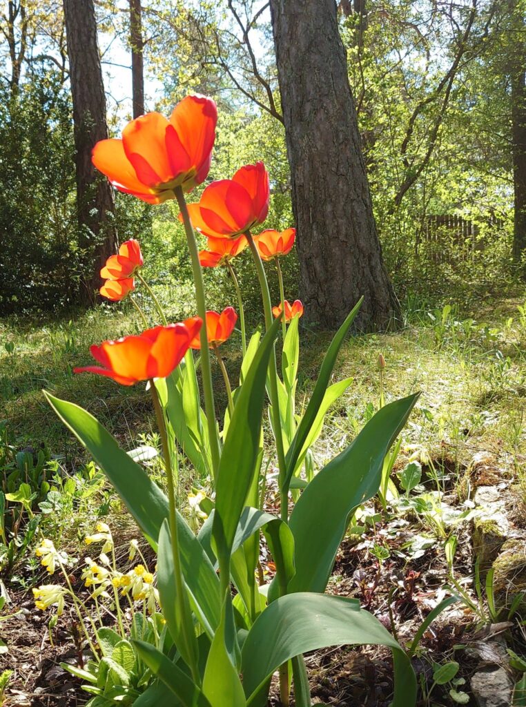 Foto: Veronika Kivisilla