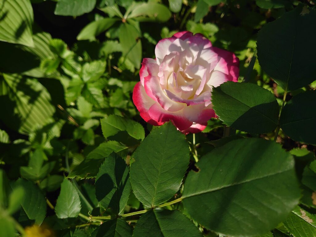 Foto: Elle-Mari Talivee